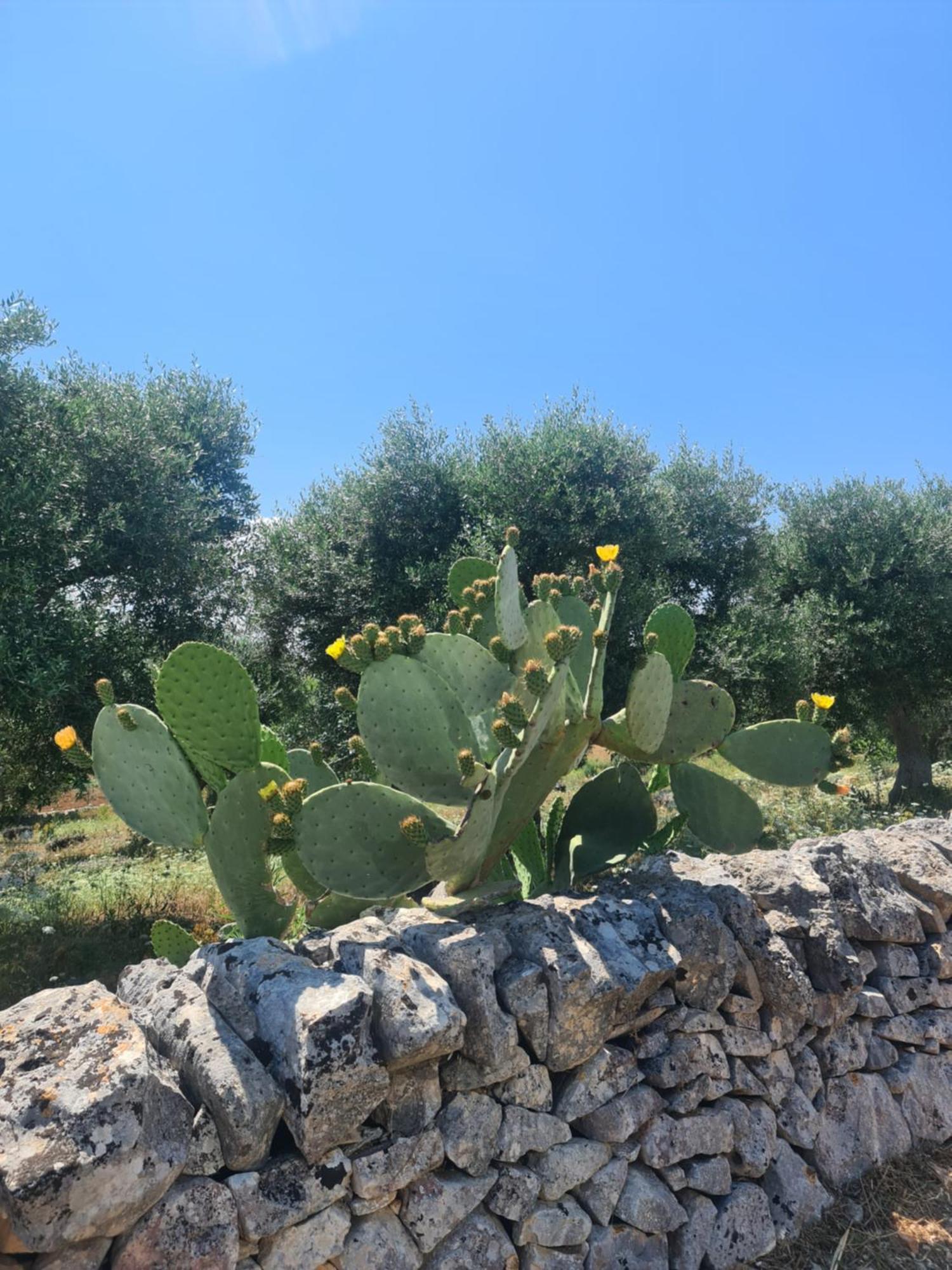 Masseria Gianca Чистернино Экстерьер фото